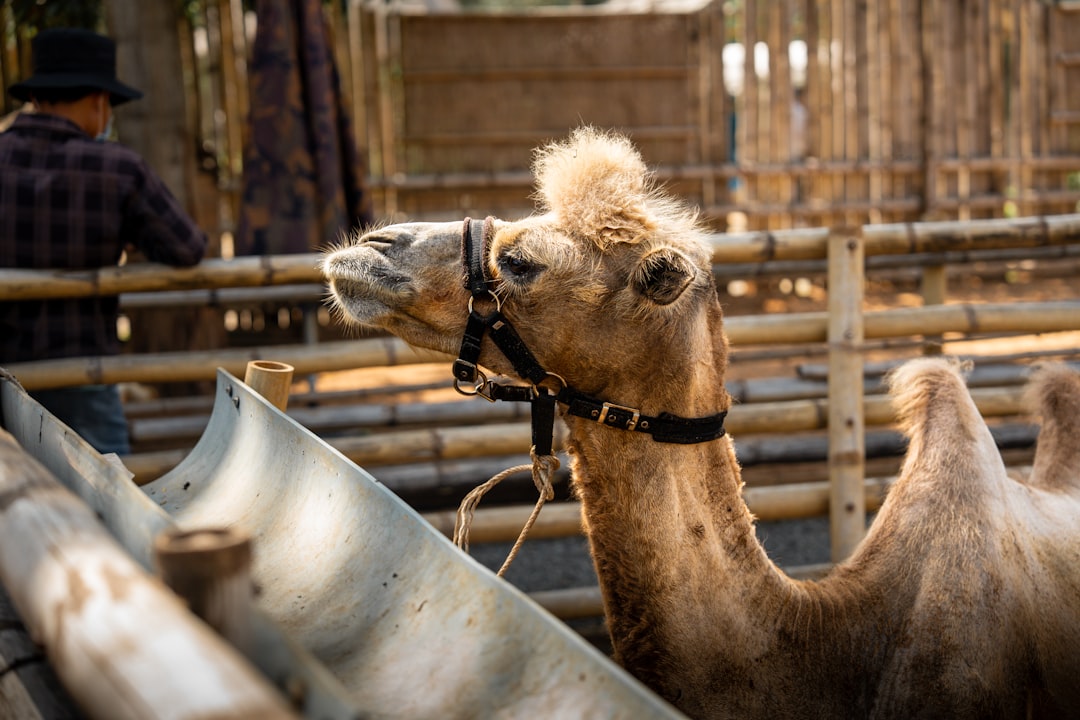 Waarom een kameel twee bulten heeft en een dromedaris één