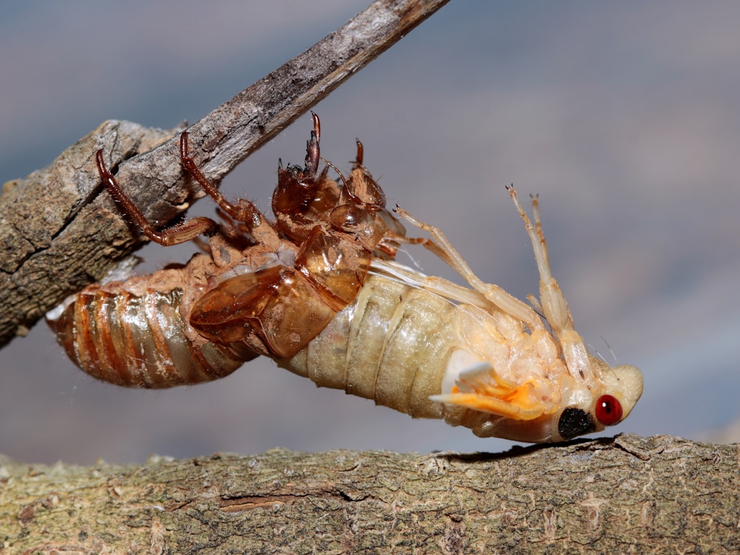 Het echte aantal poten van een duizendpoot