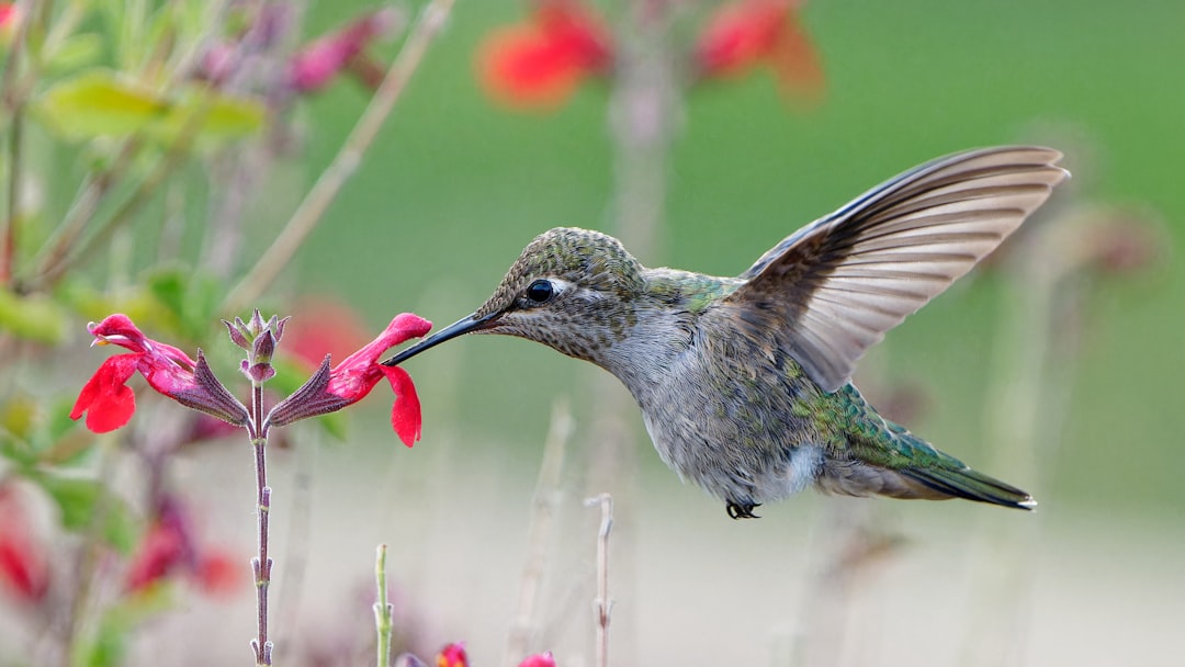 Alles wat je wilt weten over punten in de Formule 1